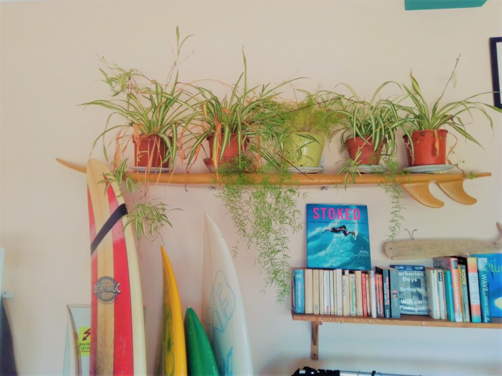 Surf Rentals displayed in the Club Vagabond Shop